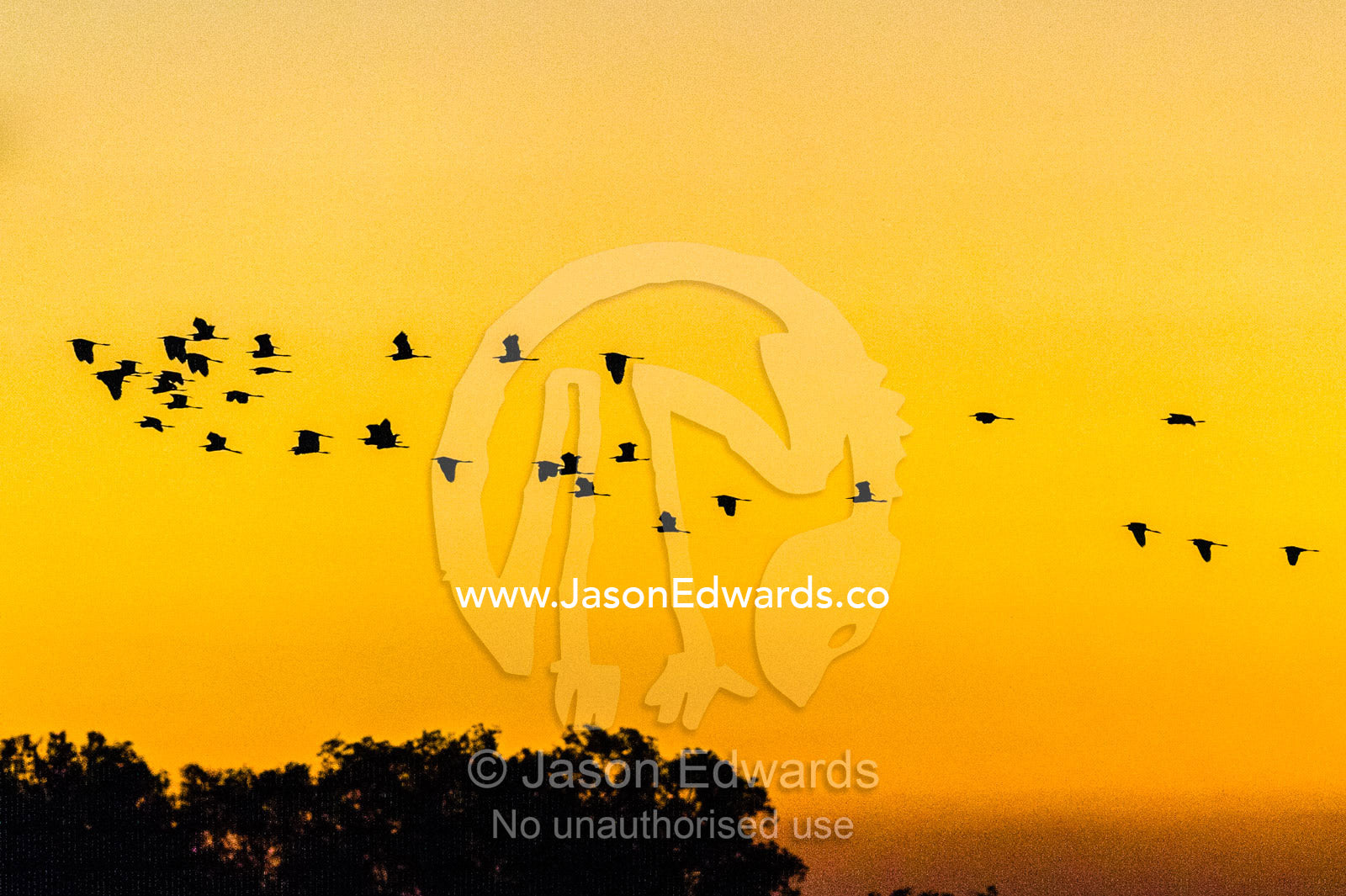 The silhouette of a flock of egrets flying to roost at sunset. Yellow Water Billabong, Cooinda, Kakadu National Park, Northern Territory, Australia.