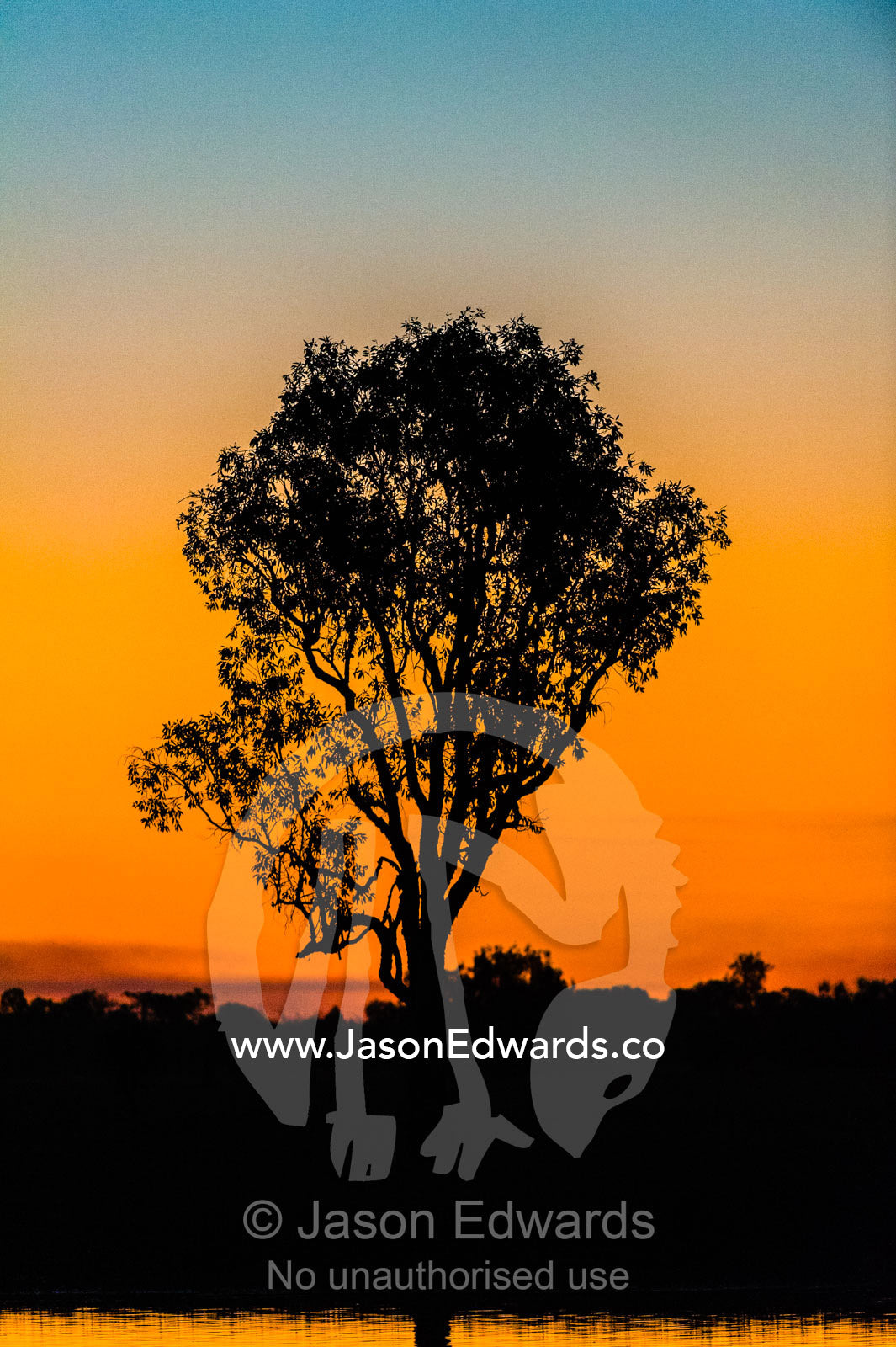 A tree on the shore of a wetland silhouette at sunset. Yellow Water Billabong, Cooinda, Kakadu National Park, Northern Territory, Australia.