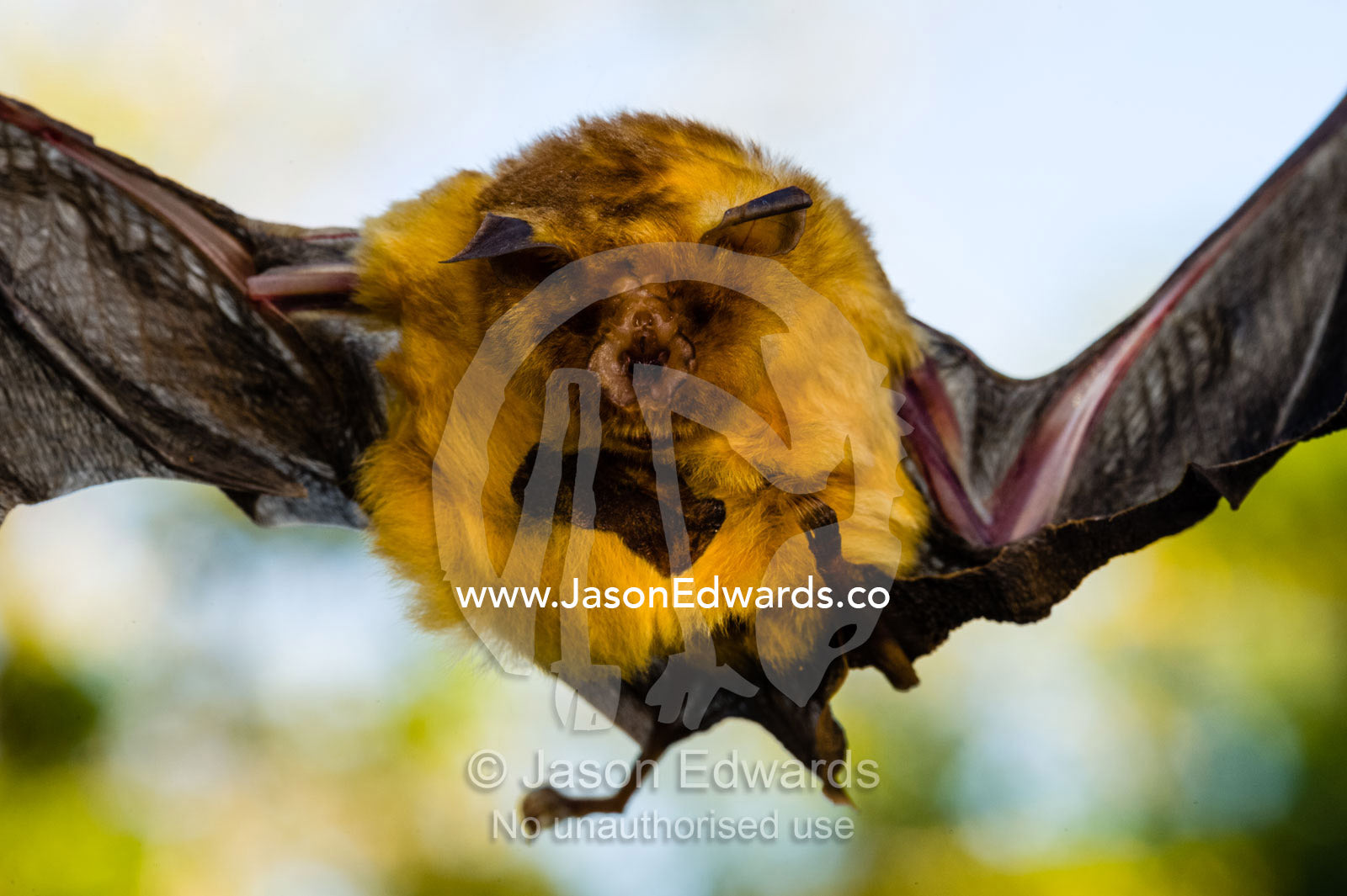 The face and torso of an Orange leaf-nosed Bat. Yellow Water Billabong, Kakadu National Park, Northern Territory, Australia.