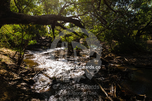 A small river flows between dense cover near a Saltwater Crocodile breeding area. Kakadu National Park, Northern Territory, Australia.