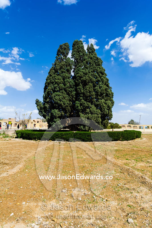 An ancient 4000 year old cypress tree protected in a small village between Yadz and Shiraz. The Cypress of Abarkuh, Abarkuh, Yazd Province, Islamic Republic of Iran.