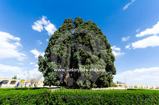 An ancient 4000 year old cypress tree protected in a small village between Yadz and Shiraz. The Cypress of Abarkuh, Abarkuh, Yazd Province, Islamic Republic of Iran.