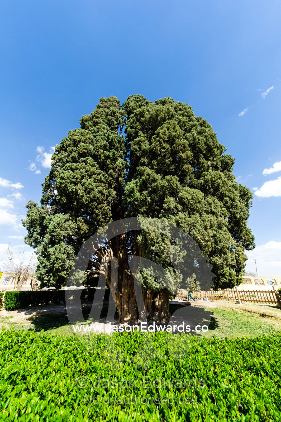 An ancient 4000 year old cypress tree protected in a small village between Yadz and Shiraz. The Cypress of Abarkuh, Abarkuh, Yazd Province, Islamic Republic of Iran.