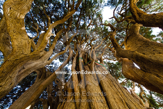 Dappled sunlight through the canopy of an ancient 4000 year old cypress tree protected in a small village between Yadz and Shiraz. The Cypress of Abarkuh, Abarkuh, Yazd Province, Islamic Republic of Iran.