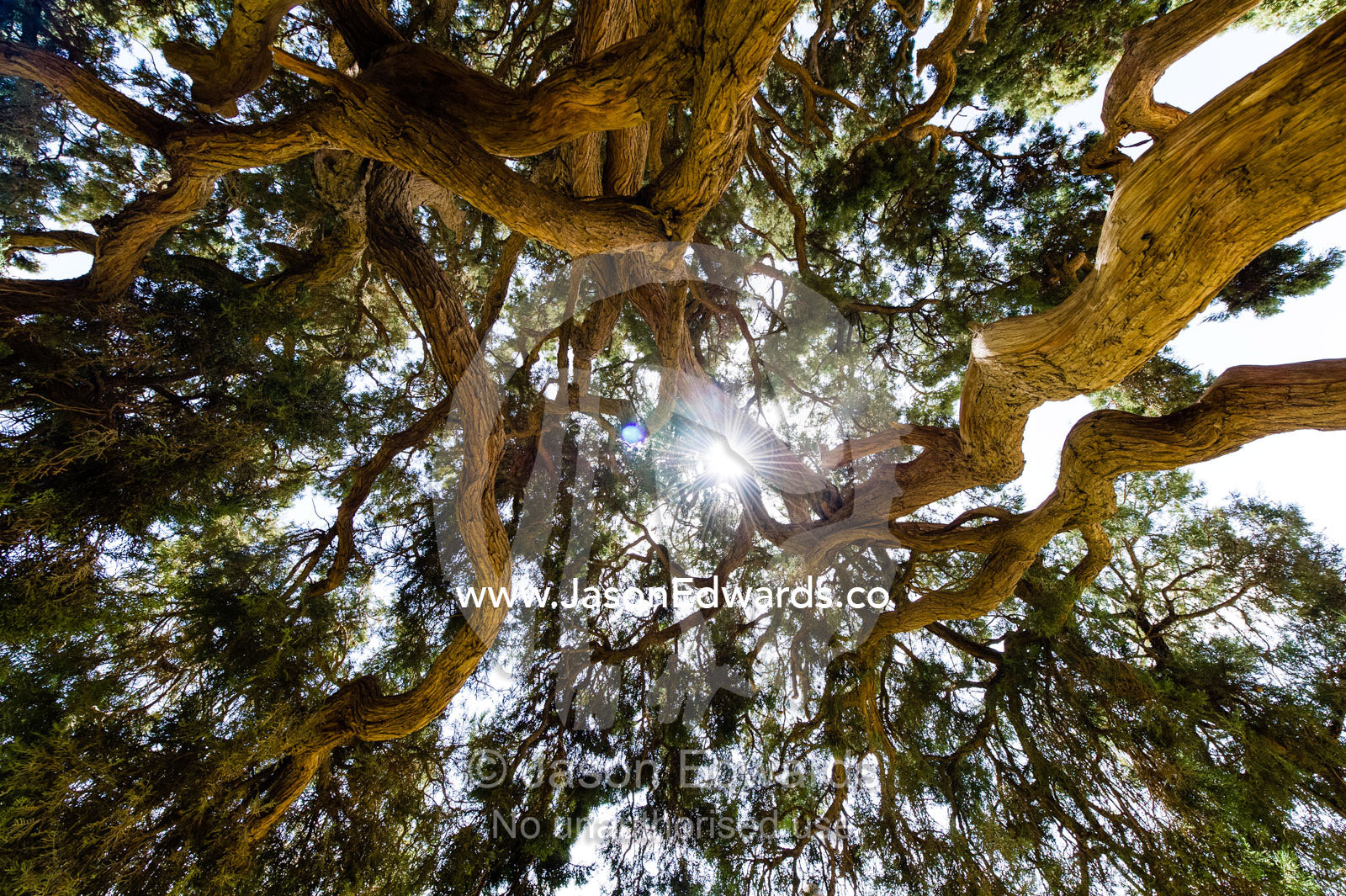 Dappled sunlight through the canopy of an ancient 4000 year old cypress tree protected in a small village between Yadz and Shiraz. The Cypress of Abarkuh, Abarkuh, Yazd Province, Islamic Republic of Iran.
