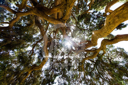 Dappled sunlight through the canopy of an ancient 4000 year old cypress tree protected in a small village between Yadz and Shiraz. The Cypress of Abarkuh, Abarkuh, Yazd Province, Islamic Republic of Iran.