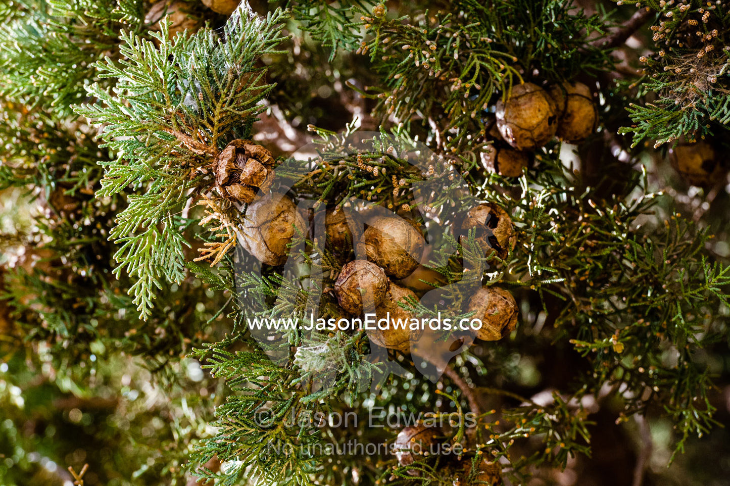 Seed pods of an ancient 4000 year old cypress tree protected in a small village between Yadz and Shiraz. The Cypress of Abarkuh, Abarkuh, Yazd Province, Islamic Republic of Iran.