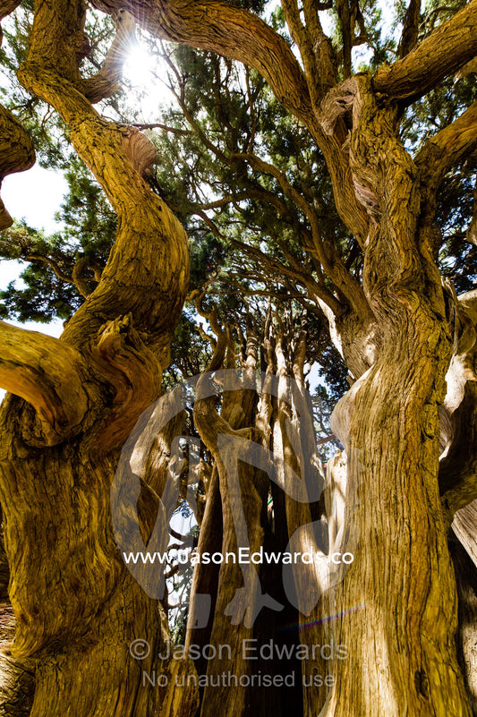 Dappled sunlight through the canopy of an ancient 4000 year old cypress tree protected in a small village between Yadz and Shiraz. The Cypress of Abarkuh, Abarkuh, Yazd Province, Islamic Republic of Iran.