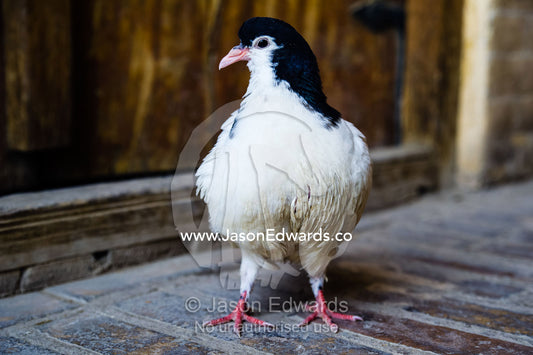 A pet pigeon greets guests to a shop in a bazaar. Saraye Moshir, Shiraz, Islamic Republic of Iran.