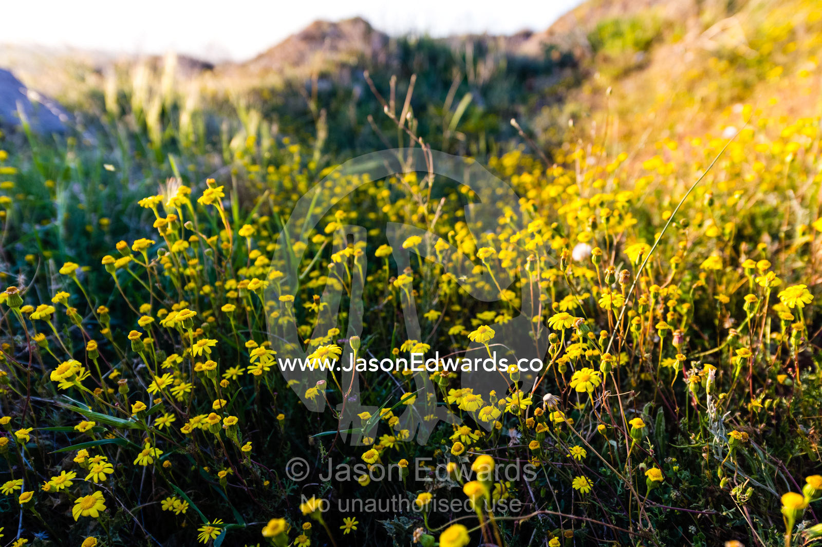 Pellitory flowers growing among the ruins of Persepolis. Persepolis, Shiraz, Fars Province, Islamic Republic of Iran.