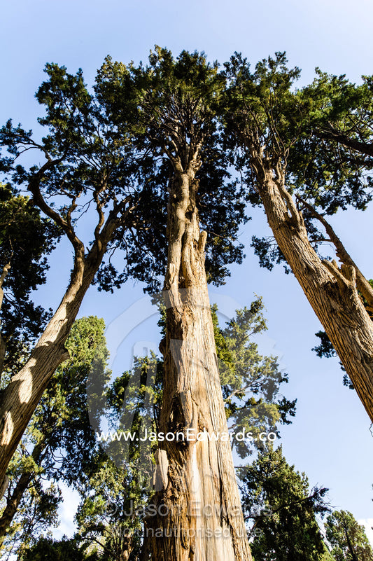 Towering cypress trees in an historical Persian garden. Fin Garden, Kashan, Isfahan, Islamic Republic of Iran.