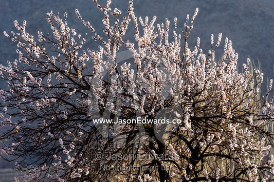 Blossom trees flower in a garden in a mountain village. Abyaneh, Barzrud Rural District, Natanz County, Isfahan Province, Islamic Republic of Iran.