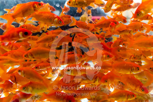 A fish tank full of red goldfish in a market for Nowruz the Iranian New Year. Isfahan, Isfahan Province, Islamic Republic of Iran.