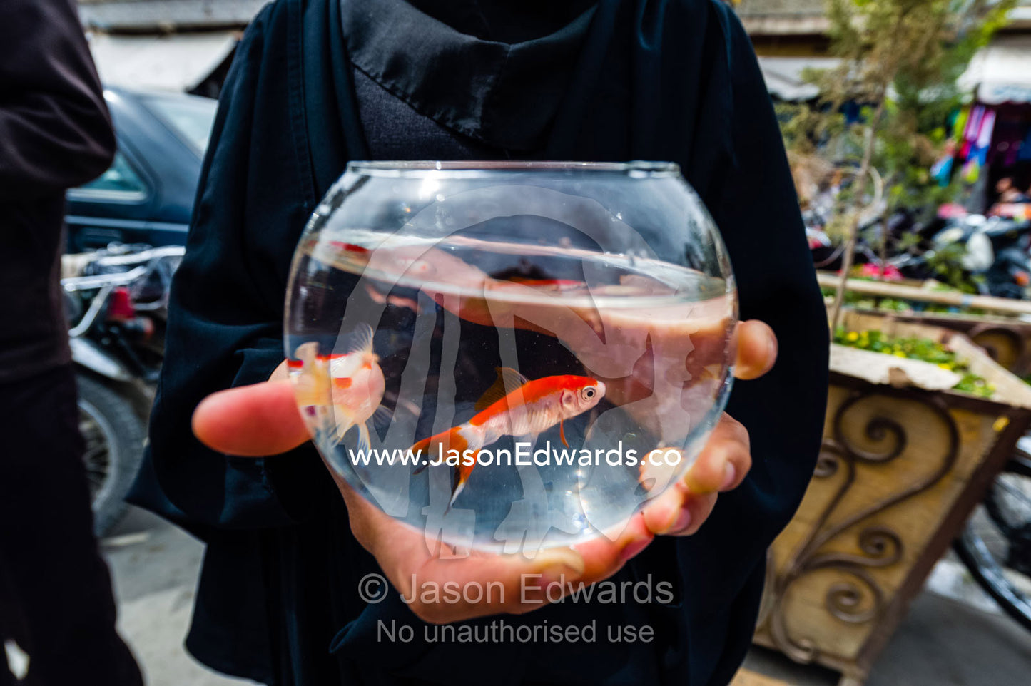 A women wearing an chador with a red goldfish to celebrate Nowruz Iranian New Year. Isfahan, Isfahan Province, Islamic Republic of Iran.