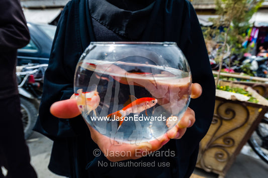 A women wearing an chador with a red goldfish to celebrate Nowruz Iranian New Year. Isfahan, Isfahan Province, Islamic Republic of Iran.