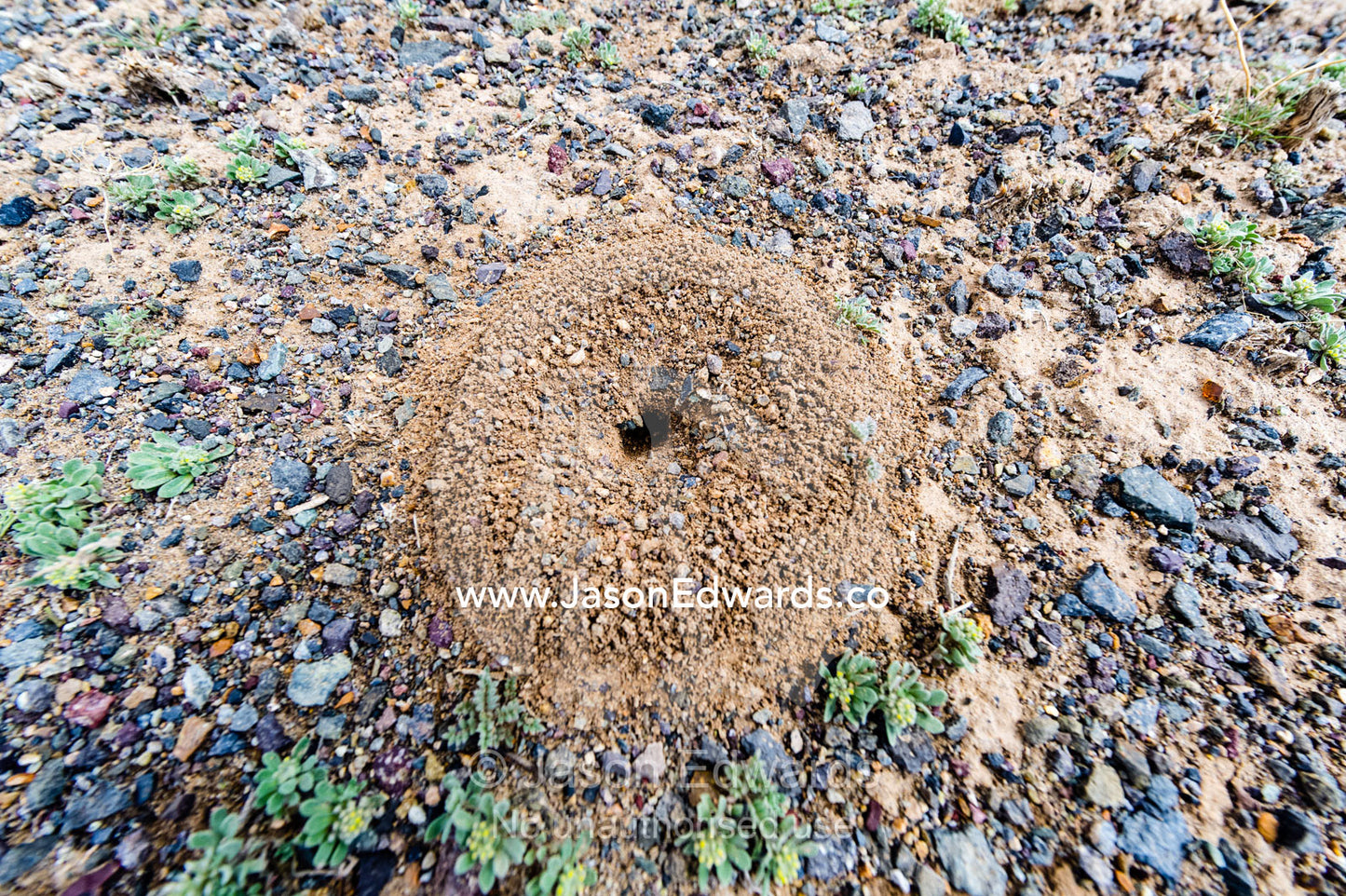 A mound of dirt around an ants nest prevents flooding of the colony when it rains. Road to Nain, Nain County, Isfahan Province, Iran.