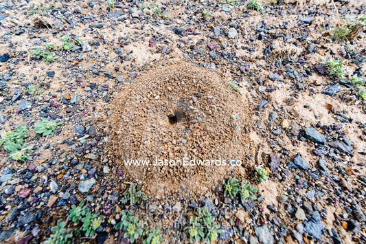 A mound of dirt around an ants nest prevents flooding of the colony when it rains. Road to Nain, Nain County, Isfahan Province, Iran.