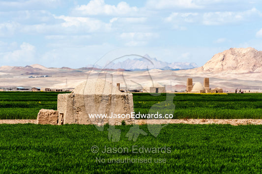 Bright green crops on irrigated farm land in the desert. Nain, Nain County, Isfahan Province, Iran.