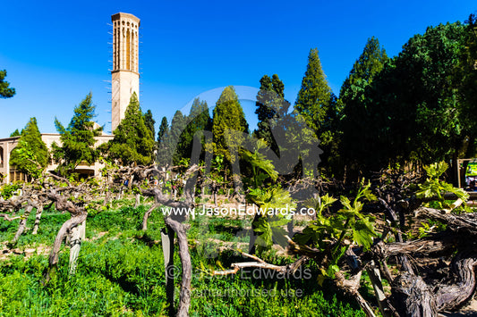 A windcatcher overlooks grape vines in a traditional garden. Dowlat Abad Garden, Yazd, Yazd Province, Islamic Republic of Iran.