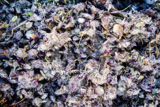 Perforate St John's-wort a wild herb used for tea sold in a fresh food market. Shiraz, Fars Province, Islamic Republic of Iran.