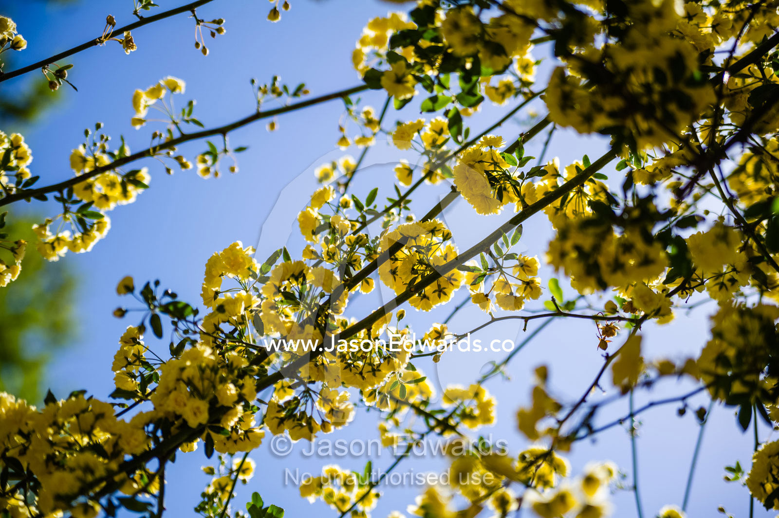 Delicate yellow blossoms flowering in a tree on a Spring day. Shiraz, Fars Province, Islamic Republic of Iran.