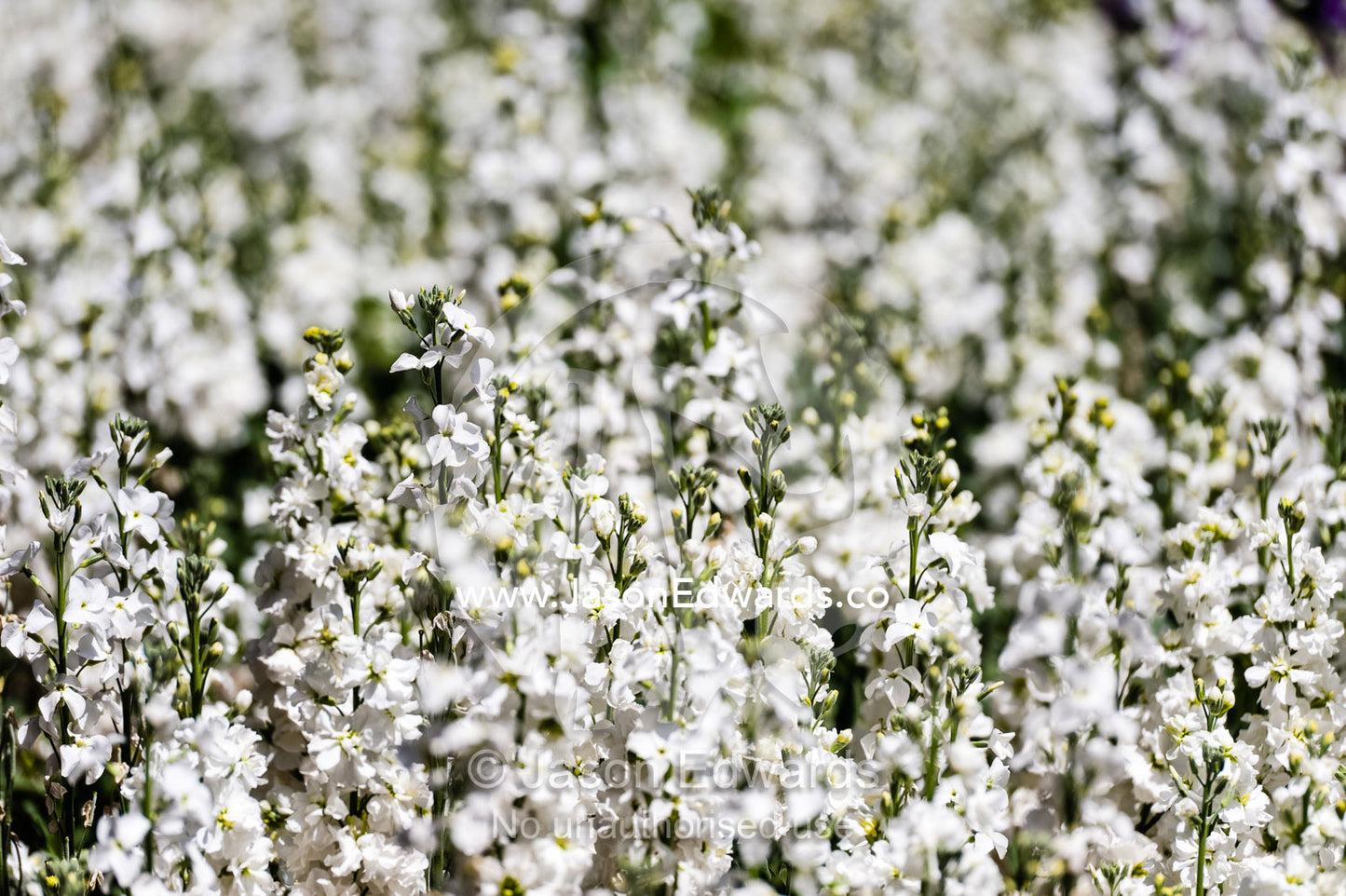 A carpet of white flower blossums in a traditional garden on a Spring day. Shiraz, Fars Province, Islamic Republic of Iran.