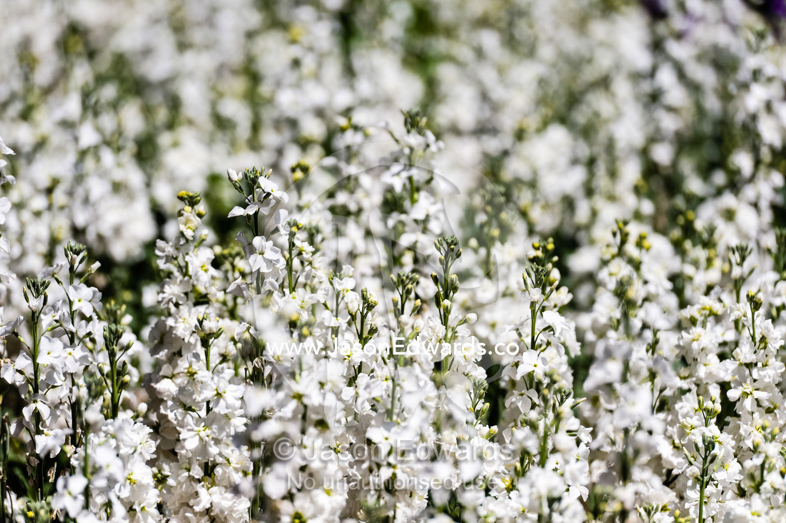 A carpet of white flower blossums in a traditional garden on a Spring day. Shiraz, Fars Province, Islamic Republic of Iran.