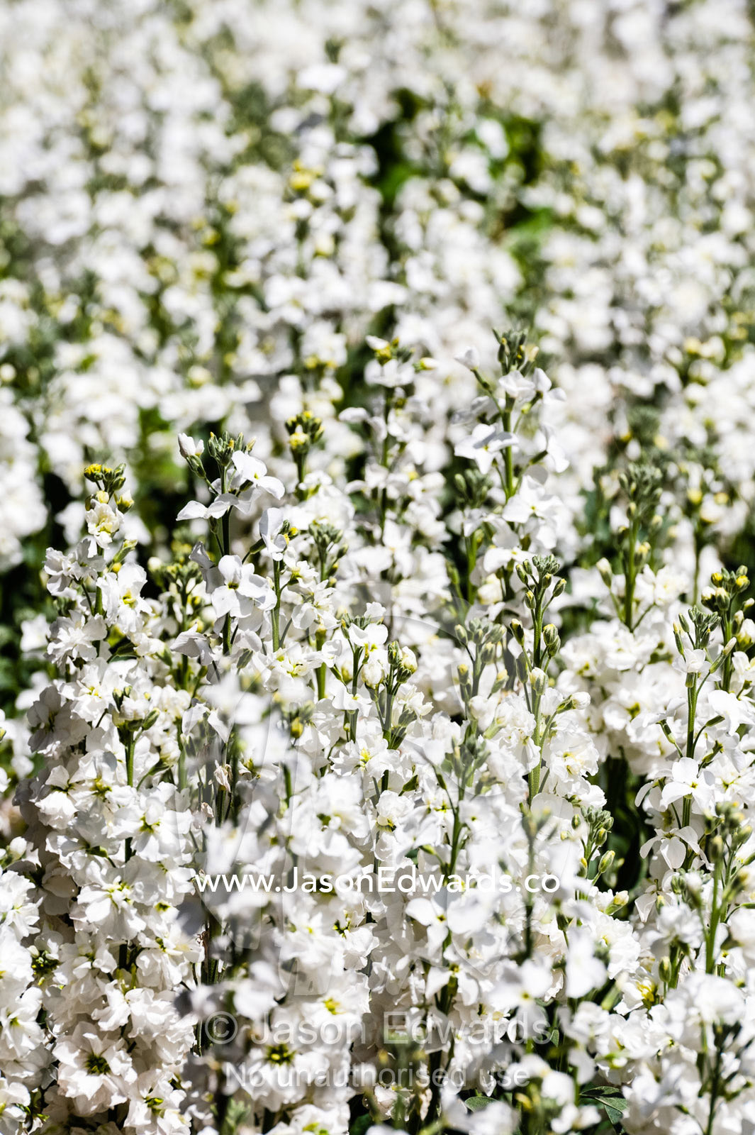 A carpet of white flower blossums in a traditional garden on a Spring day. Shiraz, Fars Province, Islamic Republic of Iran.