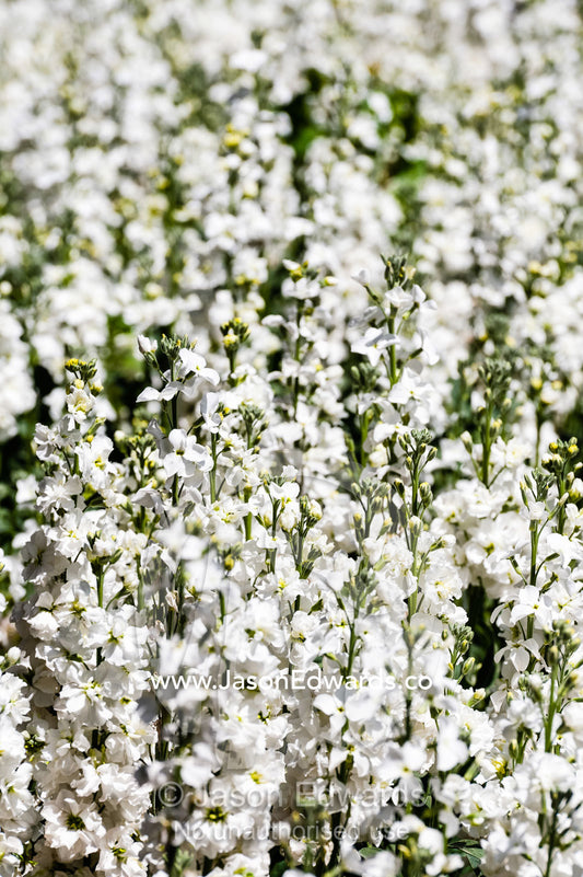 A carpet of white flower blossums in a traditional garden on a Spring day. Shiraz, Fars Province, Islamic Republic of Iran.