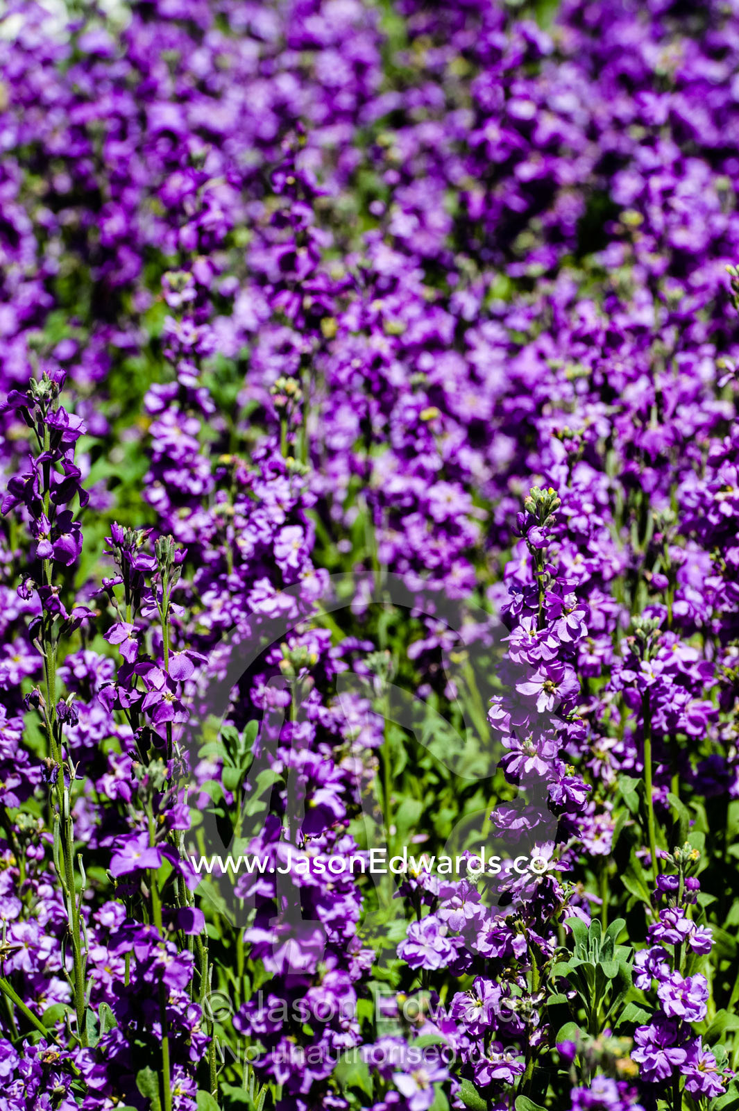 A carpet of purple flower blossums in a traditional garden on a Spring day. Shiraz, Fars Province, Islamic Republic of Iran.