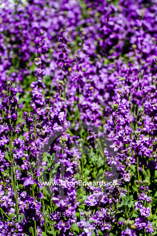 A carpet of purple flower blossums in a traditional garden on a Spring day. Shiraz, Fars Province, Islamic Republic of Iran.