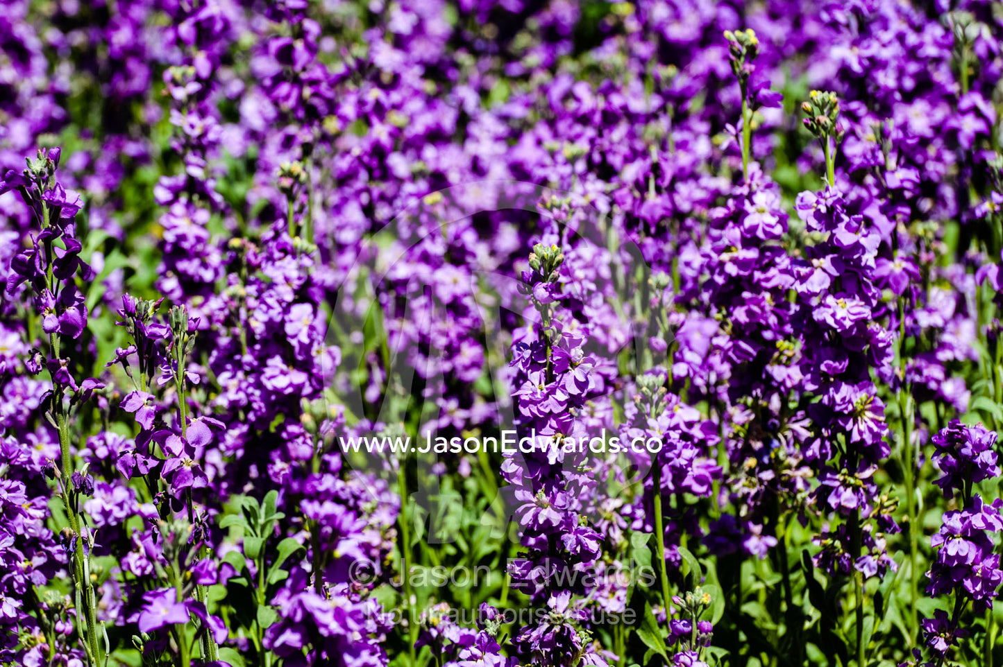 A carpet of purple flower blossums in a traditional garden on a Spring day. Shiraz, Fars Province, Islamic Republic of Iran.