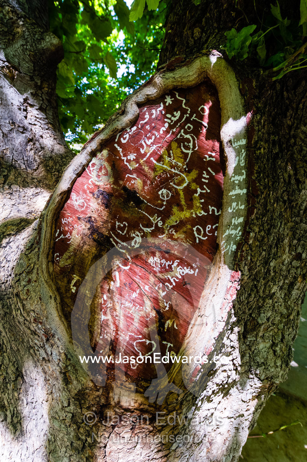 Graffiti and love letters written on the trunk of a tree in a traditional garden. Eram Garden, Shiraz, Fars Province, Islamic Republic of Iran.