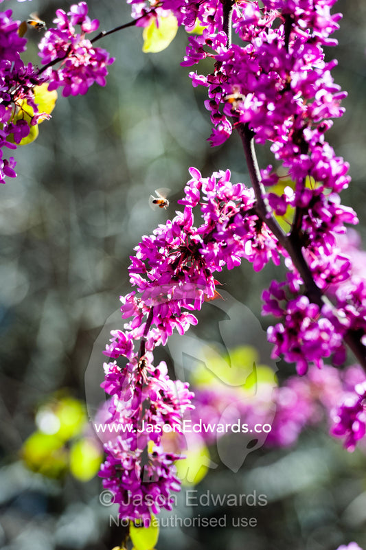 The pink blossums of a Judas Tree, Cercis siliquastrum, on a Spring day. Eram Garden, Shiraz, Fars Province, Islamic Republic of Iran.