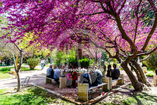 Families rest in the dappled light beneath the pink blossums of a Judas Tree, Cercis siliquastrum, on a Spring day. Eram Garden, Shiraz, Fars Province, Islamic Republic of Iran.