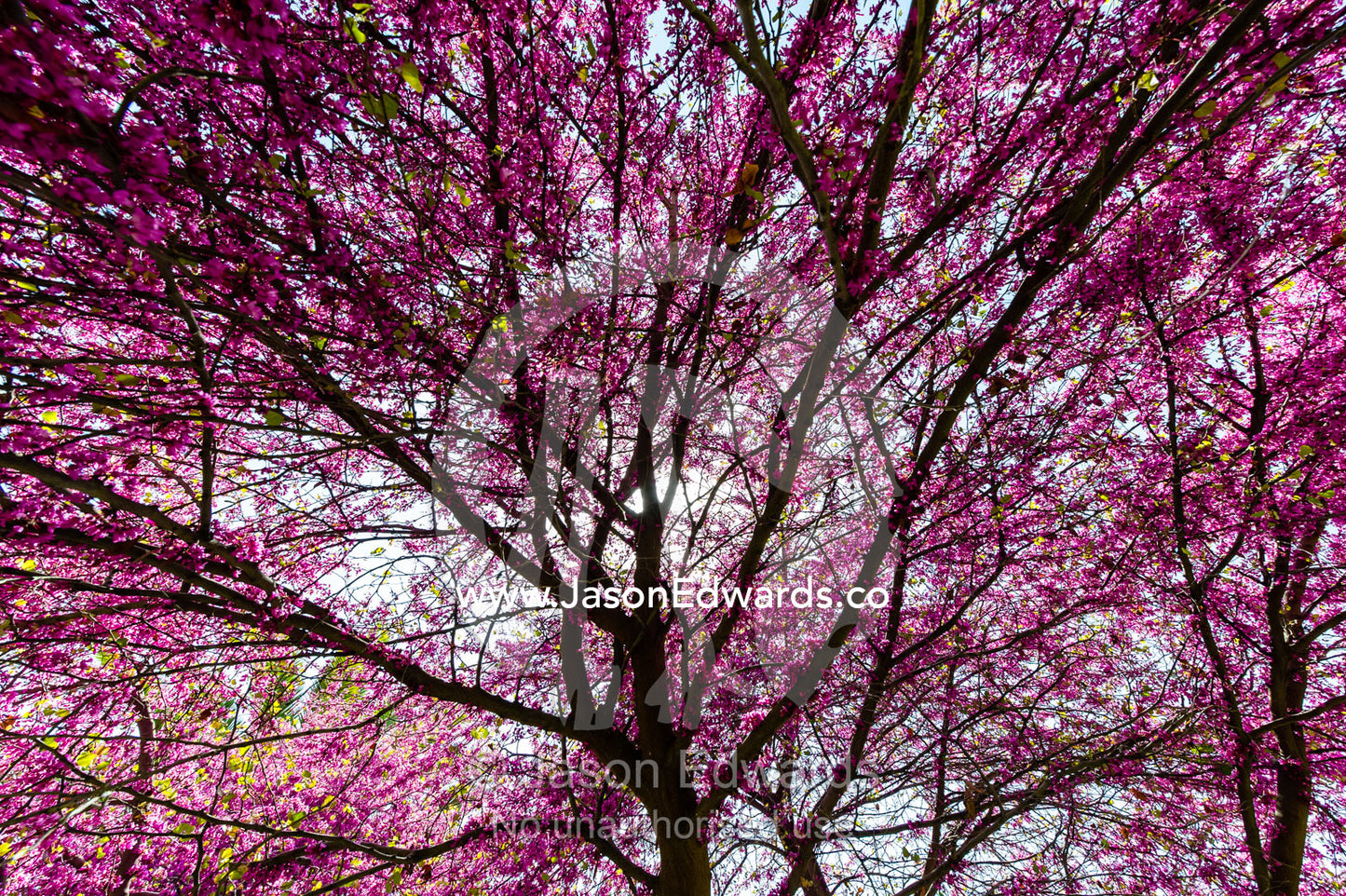 The dappled light beneath the pink blossums of a Judas Tree, Cercis siliquastrum, on a Spring day. Eram Garden, Shiraz, Fars Province, Islamic Republic of Iran.
