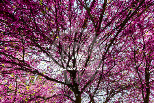 The dappled light beneath the pink blossums of a Judas Tree, Cercis siliquastrum, on a Spring day. Eram Garden, Shiraz, Fars Province, Islamic Republic of Iran.