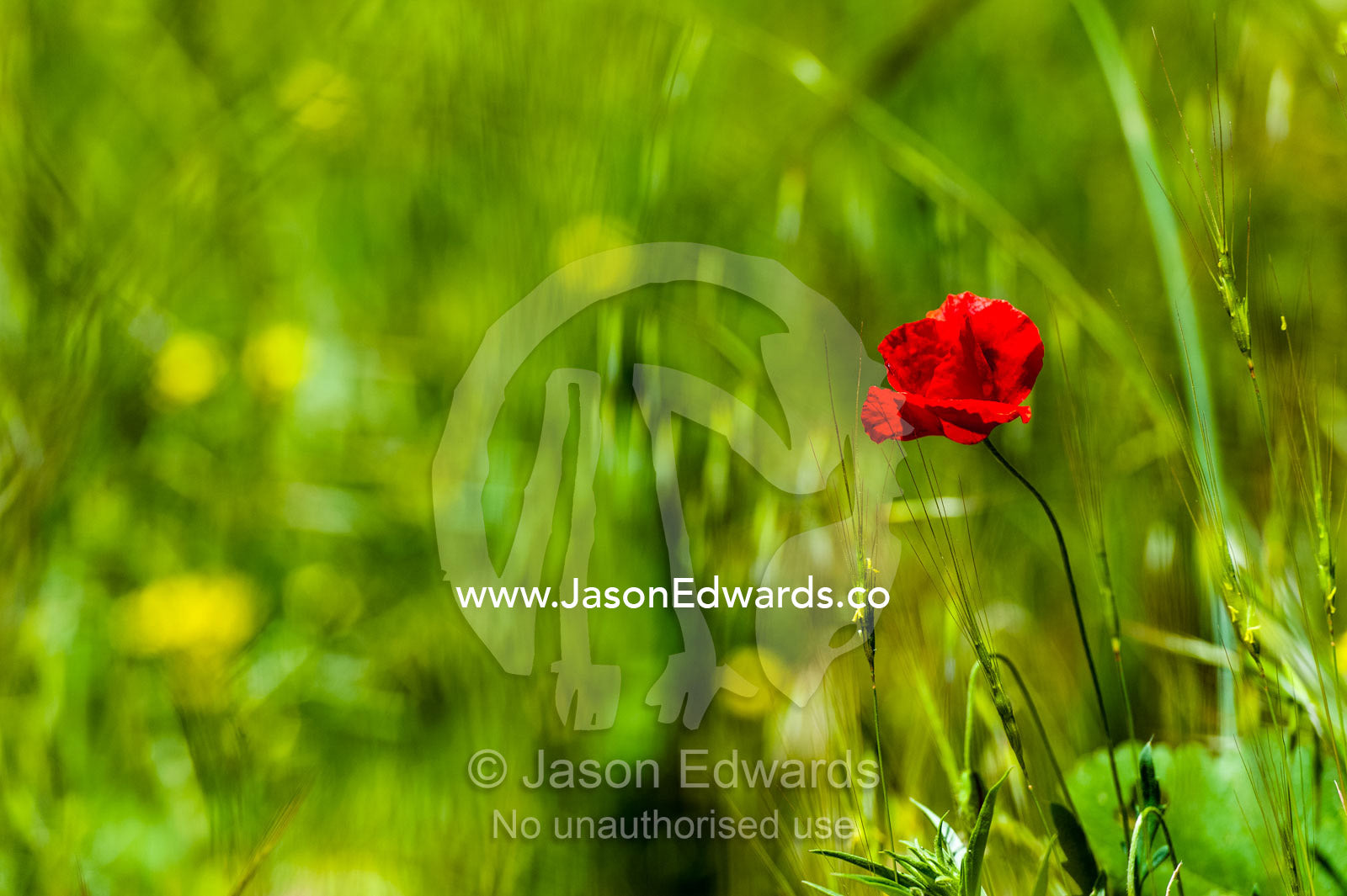 A bright red poppy growing at the base of a cliff. Shiraz, Fars Province, Islamic Republic of Iran.