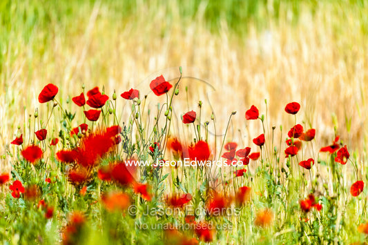 A field of bright red poppy's growing at the base of a cliff. Shiraz, Fars Province, Islamic Republic of Iran.