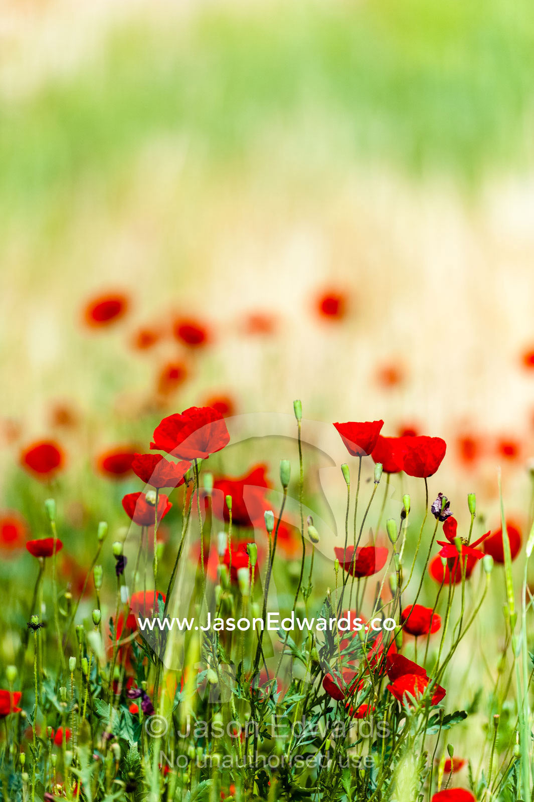 A field of bright red poppy's growing at the base of a cliff. Shiraz, Fars Province, Islamic Republic of Iran.