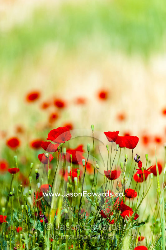 A field of bright red poppy's growing at the base of a cliff. Shiraz, Fars Province, Islamic Republic of Iran.