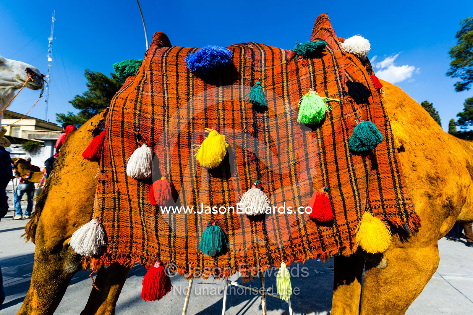 A camel decorated in a colourful blanket and tassles at Nowruz Iranian New Year. Tomb of Hafez, Shiraz, Fars Province, Islamic Republic of Iran.