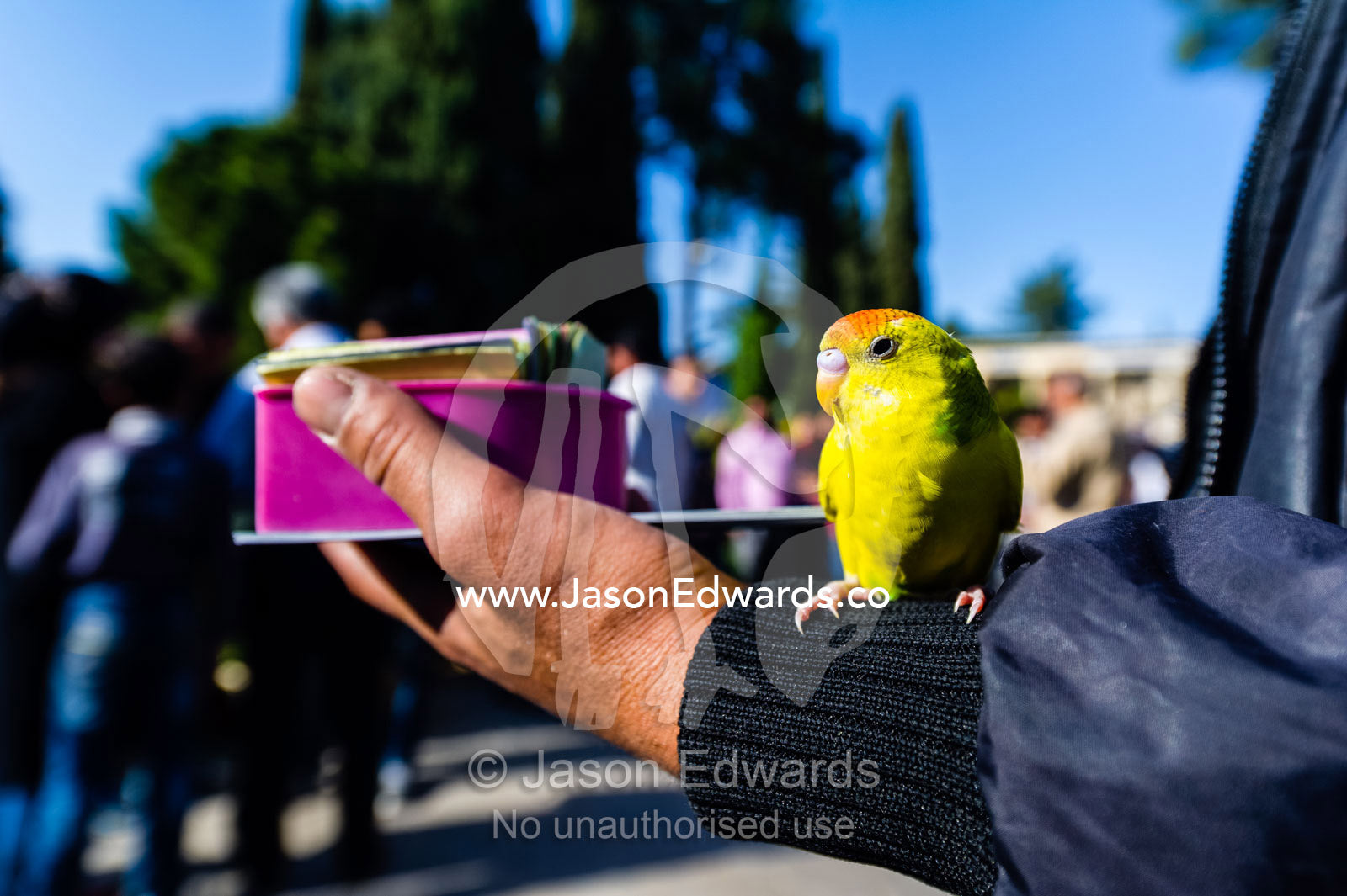 A man holds a pet budgerigar that provides divination by handing out poems by Hafez for money. Tomb of Hafez, Shiraz, Fars Province, Islamic Republic of Iran.