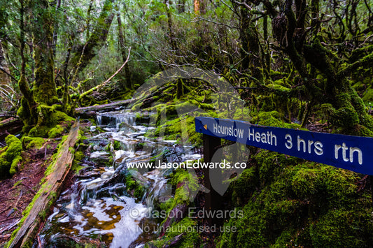 During a heavy rainstorm water pours down a walking trail through a cool temperate rainforest. Cradle Mountain, Lake St Clair National Park, Tasmania, Australia.