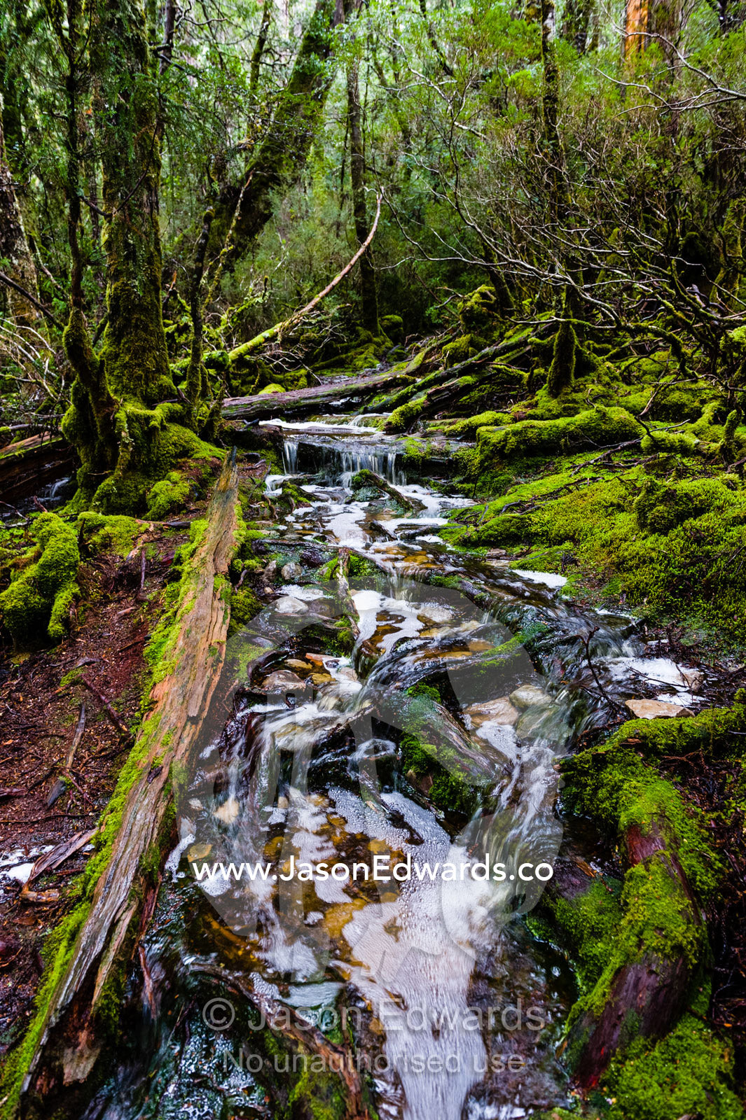 During a heavy rainstorm water pours down a walking trail through a cool temperate rainforest. Cradle Mountain, Lake St Clair National Park, Tasmania, Australia.