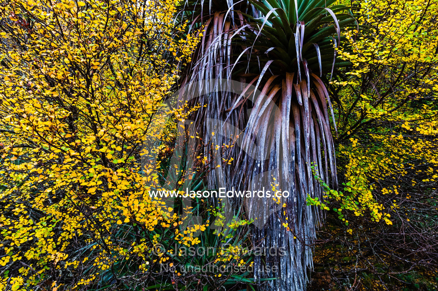 A Richea pandanis tree emerges from the Autumn colours of a Beech tree in a cool temperate rainforest. Waldheim Chalet, Cradle Mountain, Lake St Clair National Park, Tasmania, Australia.