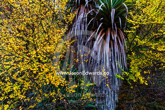 A Richea pandanis tree emerges from the Autumn colours of a Beech tree in a cool temperate rainforest. Waldheim Chalet, Cradle Mountain, Lake St Clair National Park, Tasmania, Australia.
