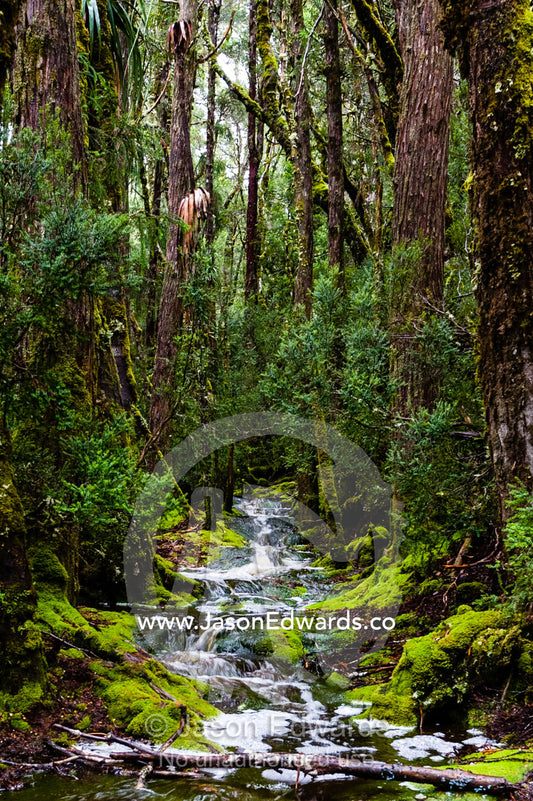 During a heavy rainstorm water pours down a walking trail through a cool temperate rainforest. Cradle Mountain, Lake St Clair National Park, Tasmania, Australia.