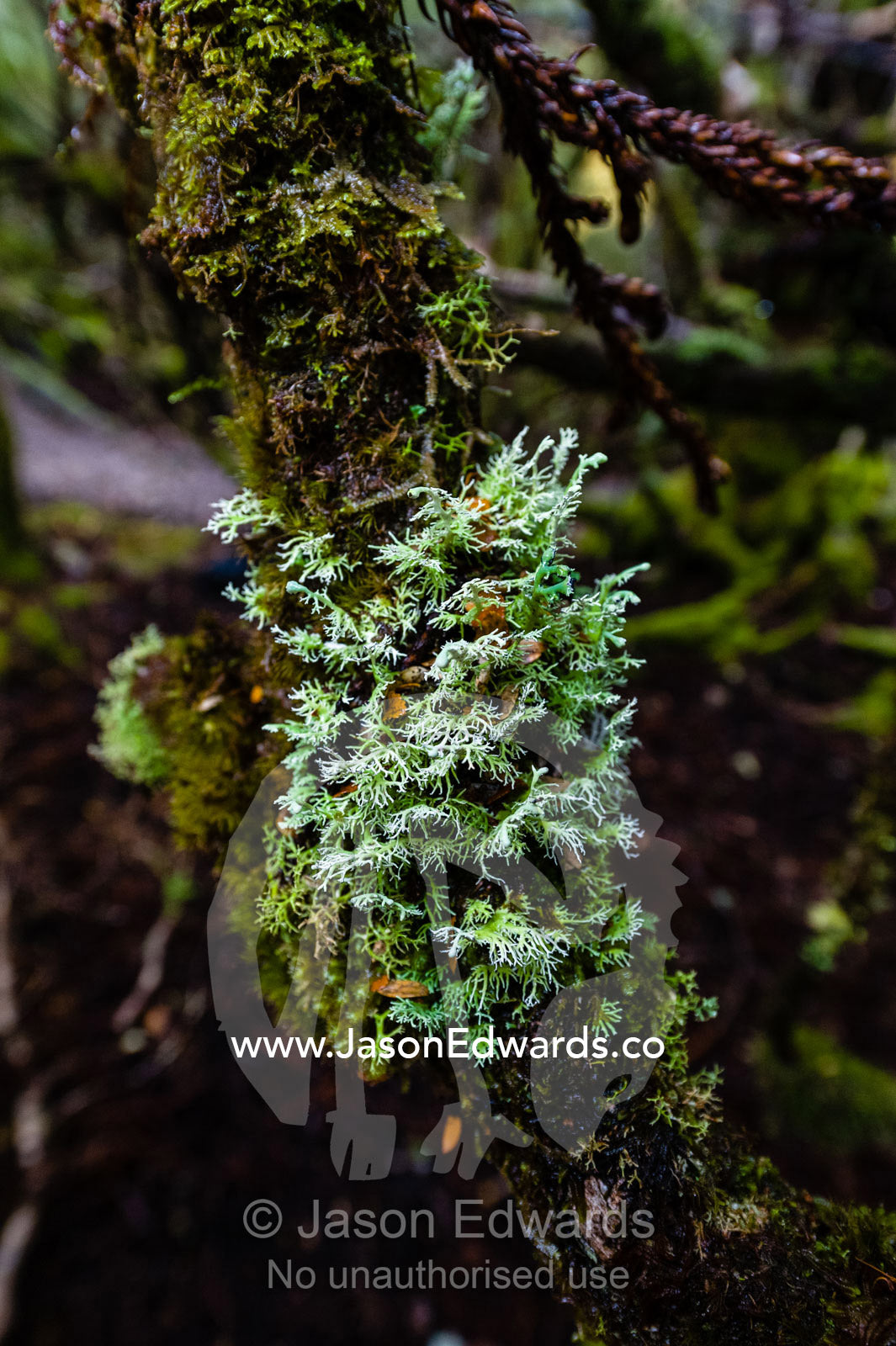 A lichen colony growing on a tree branch in a damp cool temperate rainforest. Cradle Mountain, Lake St Clair National Park, Tasmania, Australia.