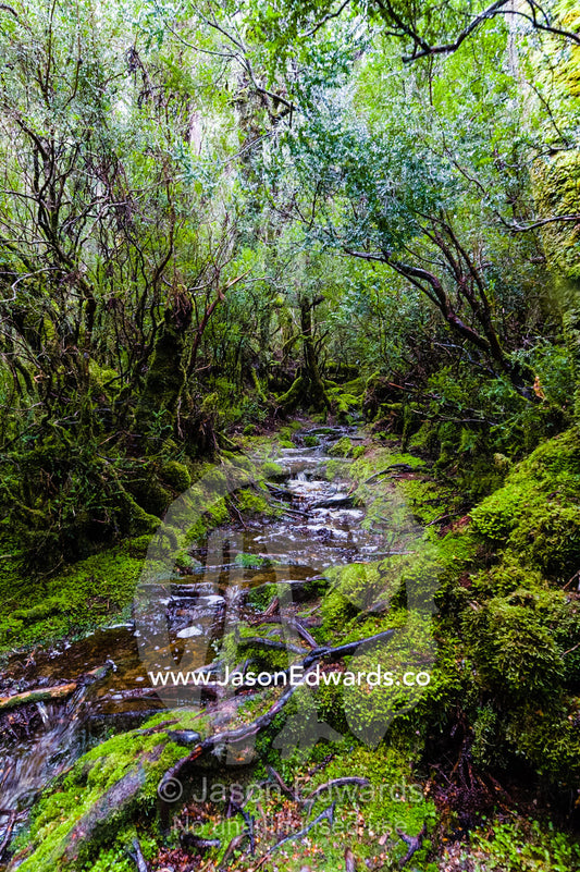 During a heavy rainstorm water pours down a walking trail through a cool temperate rainforest. Cradle Mountain, Lake St Clair National Park, Tasmania, Australia.